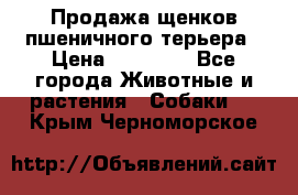 Продажа щенков пшеничного терьера › Цена ­ 30 000 - Все города Животные и растения » Собаки   . Крым,Черноморское